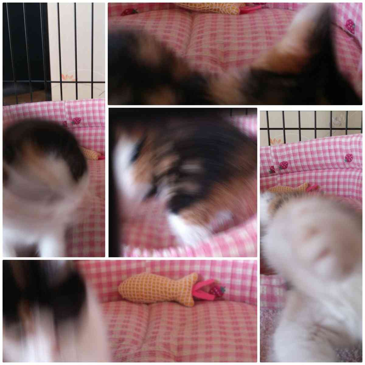 動物~写真へたくそ選手権~part2