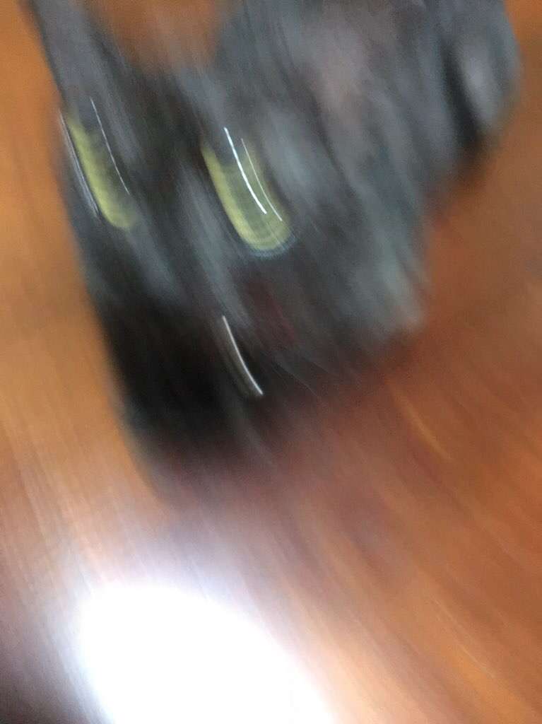 動物~写真へたくそ選手権~part2
