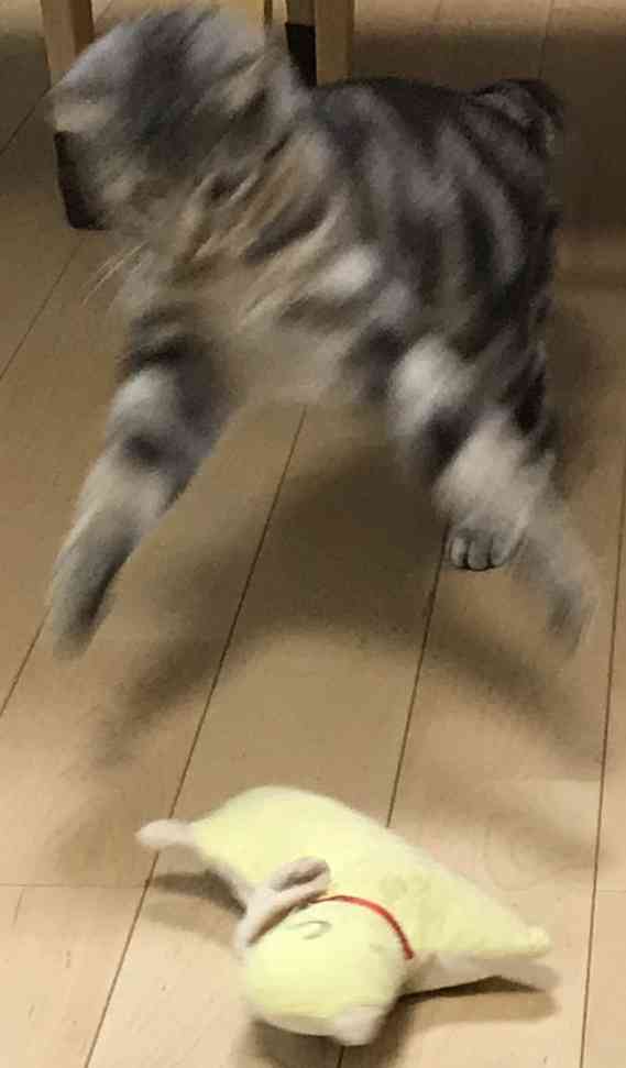 動物~写真へたくそ選手権~part2