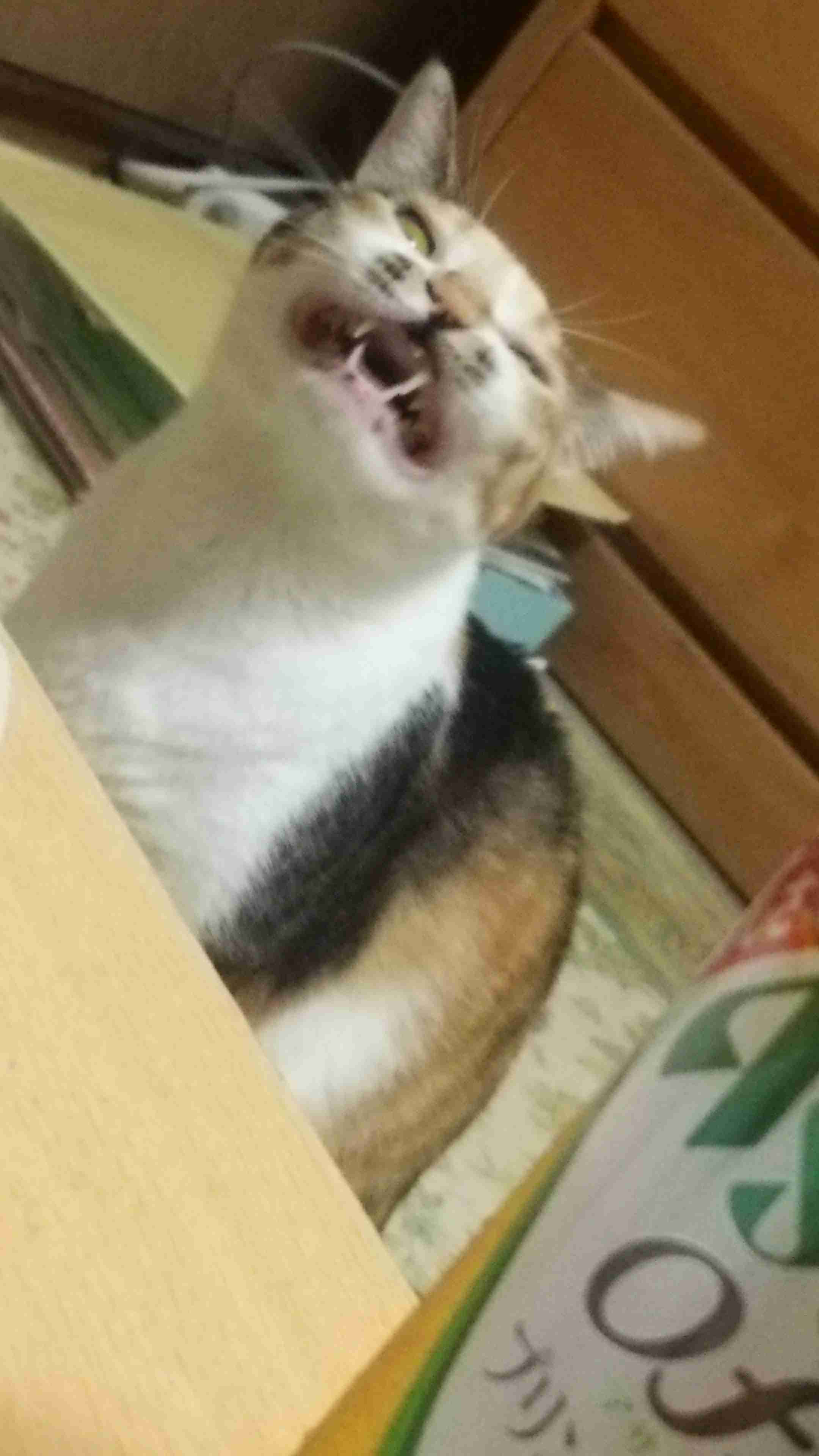 動物~写真へたくそ選手権~part2
