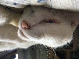 動物~写真へたくそ選手権~part2