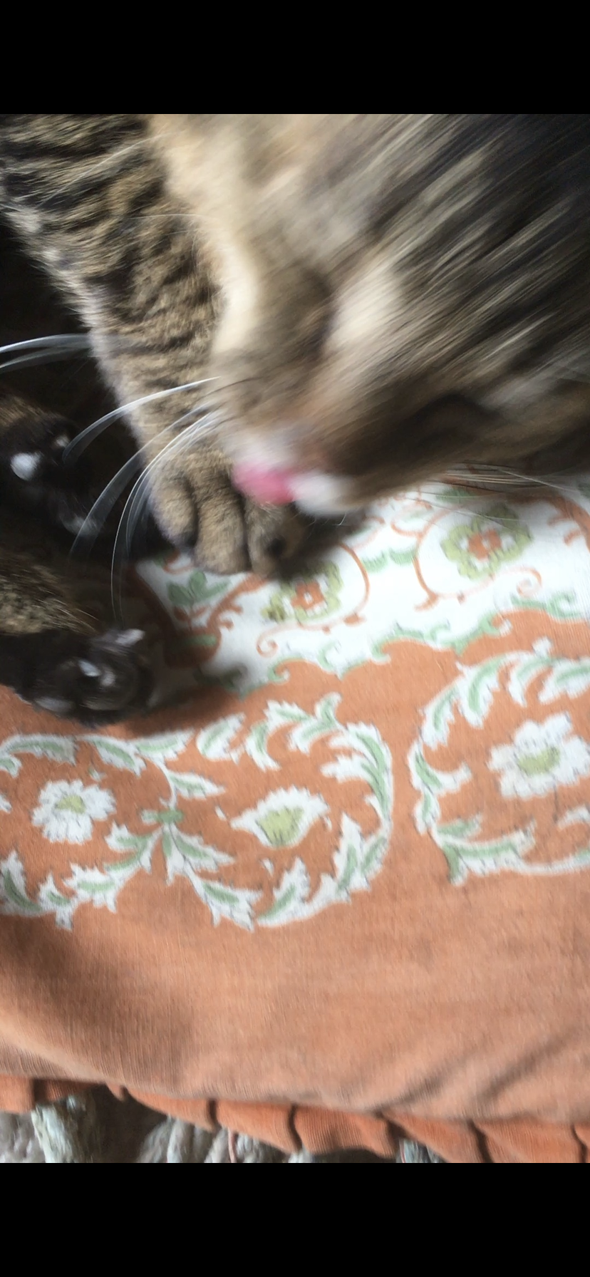 動物~写真へたくそ選手権~part2