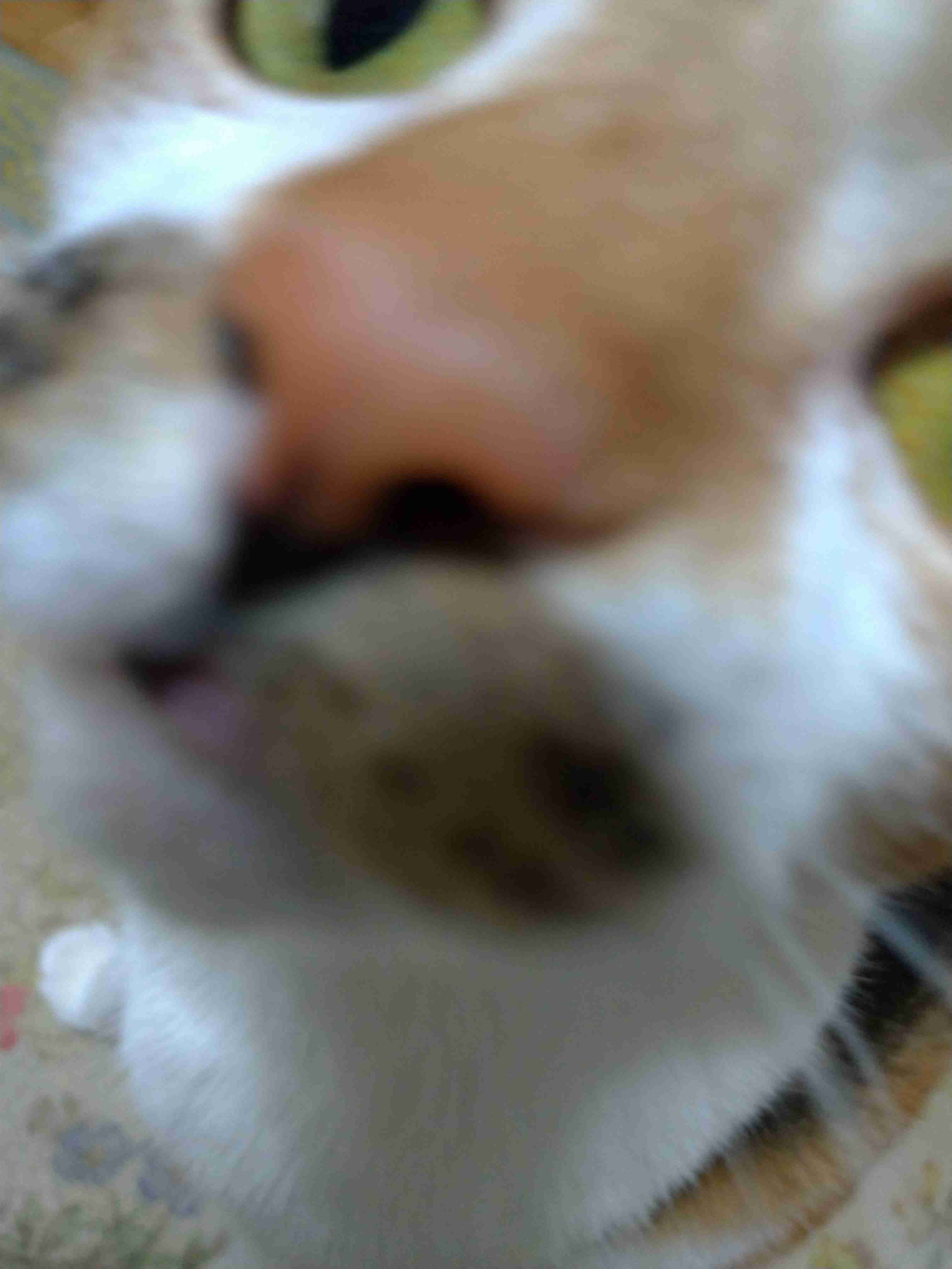 動物~写真へたくそ選手権~part2