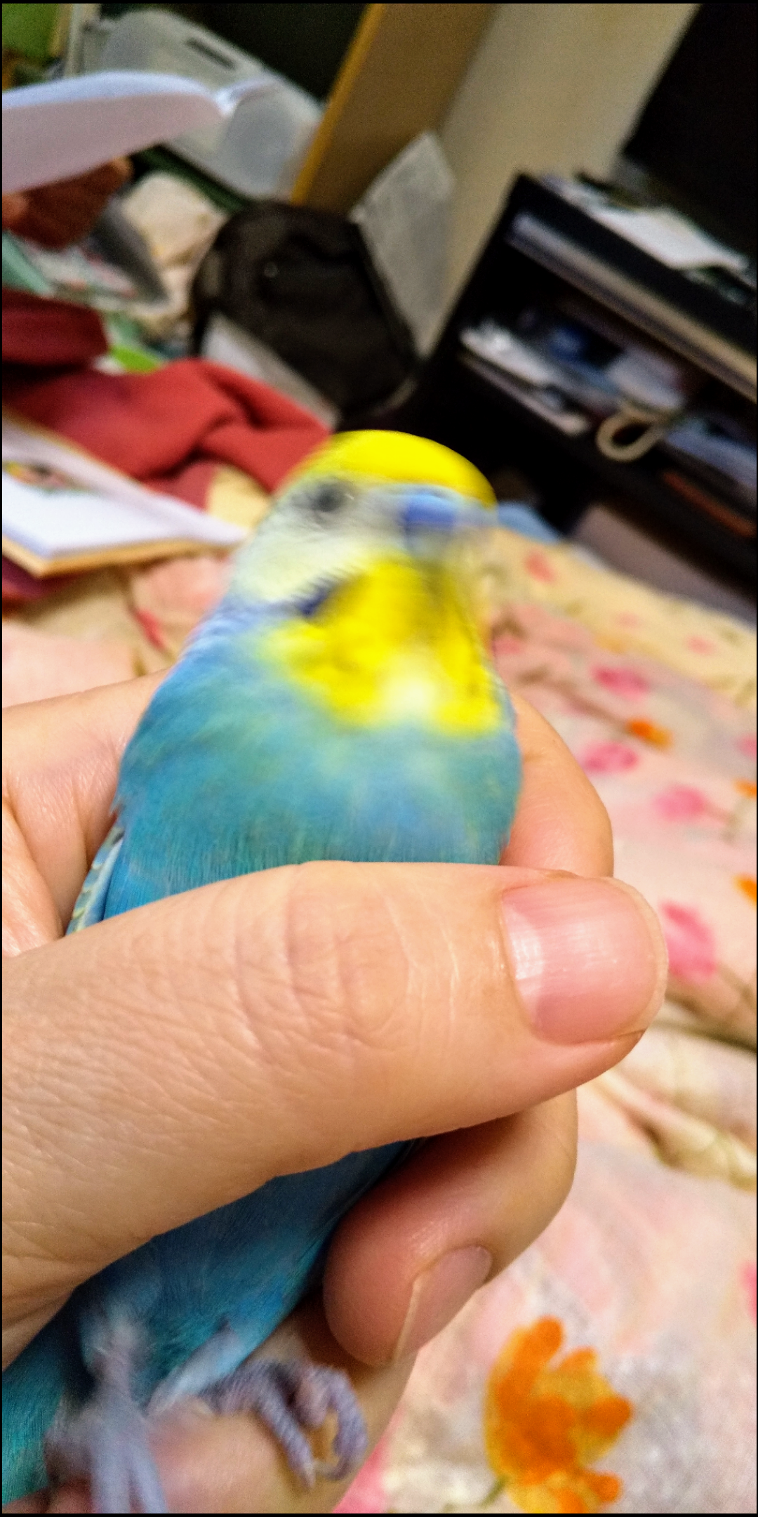 動物~写真へたくそ選手権~part2