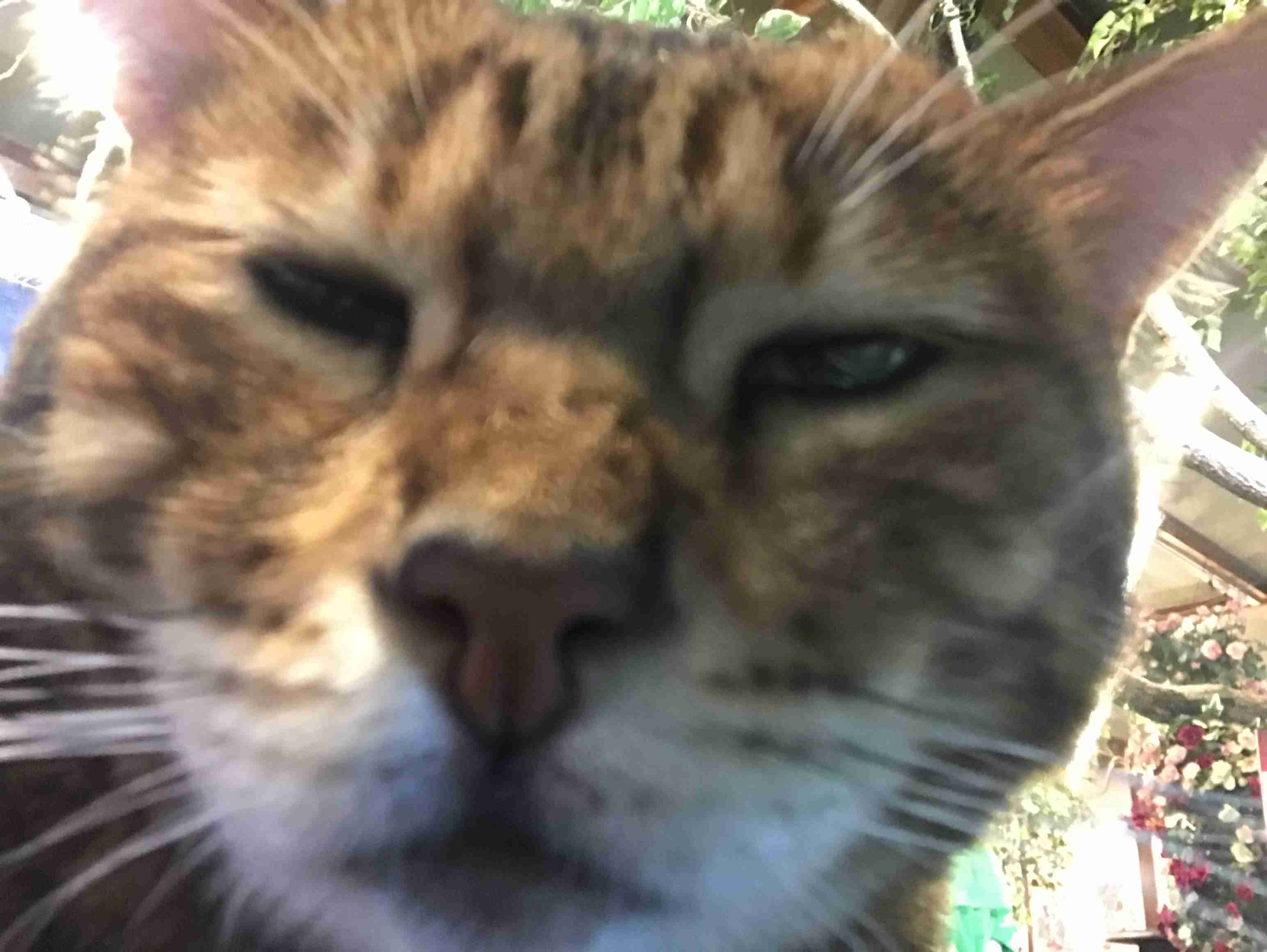 動物~写真へたくそ選手権~part2