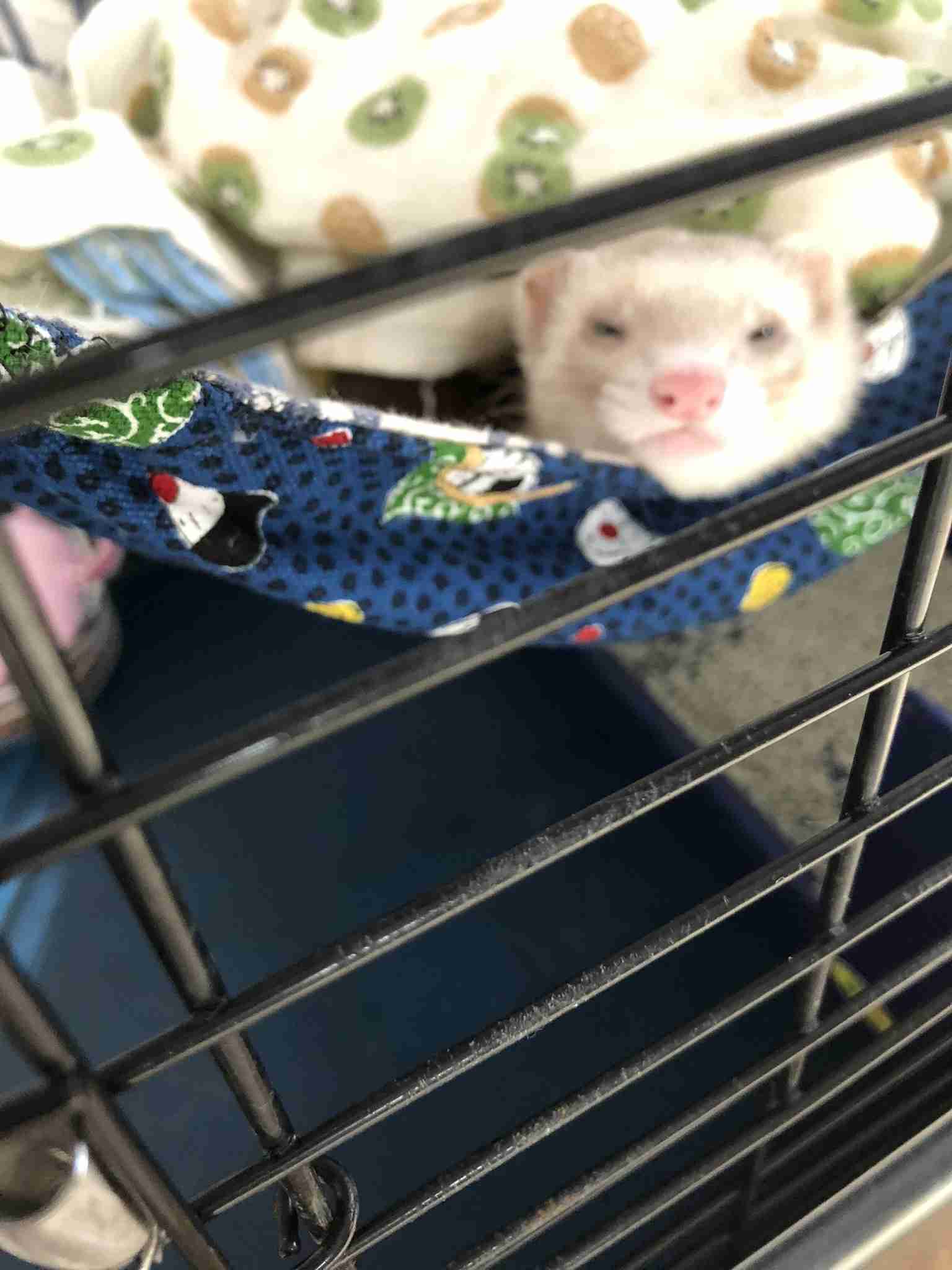 動物~写真へたくそ選手権~part2