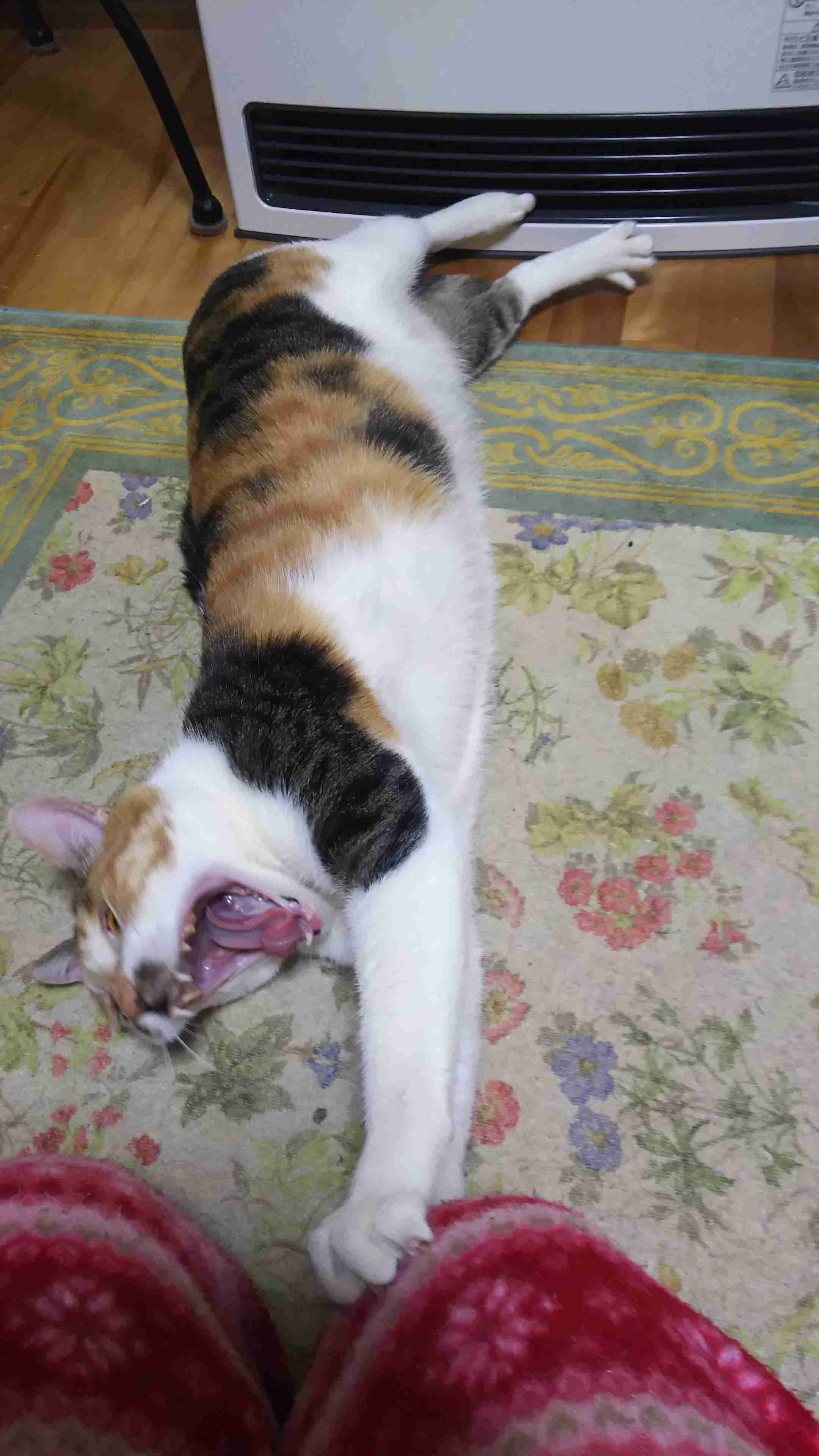 動物~写真へたくそ選手権~part2