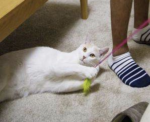 サンシャイン池崎が語る激熱の猫愛　「屋根裏から“猫漏り”」も