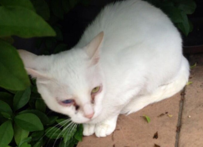 サンシャイン池崎が語る激熱の猫愛　「屋根裏から“猫漏り”」も