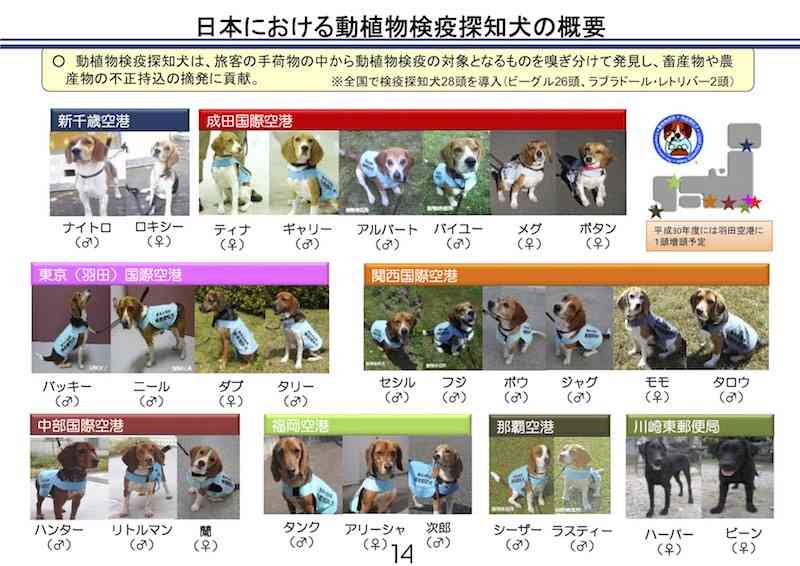 肉製品の持ち込み多い旅行客 豚コレラ警戒する動物検疫所の攻防戦