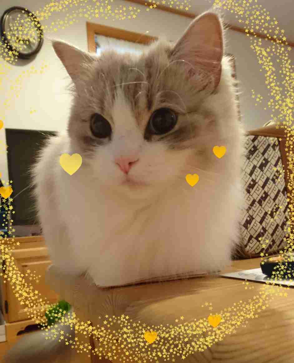 がるちゃん猫カフェ46号店 開店しました♪（初めての方も大歓迎!!）