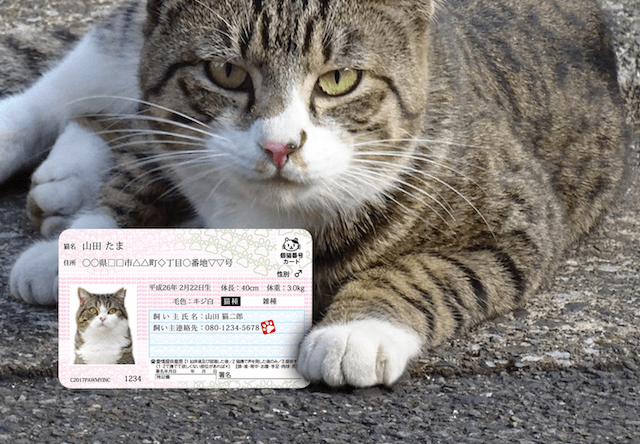 がるちゃん猫カフェ46号店 開店しました♪（初めての方も大歓迎!!）