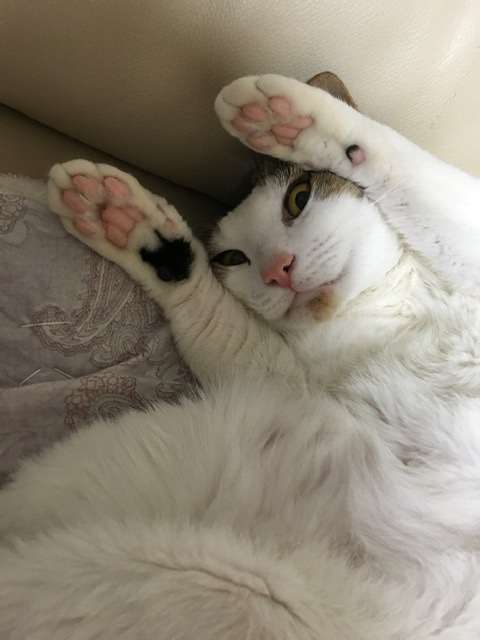 がるちゃん猫カフェ46号店 開店しました♪（初めての方も大歓迎!!）