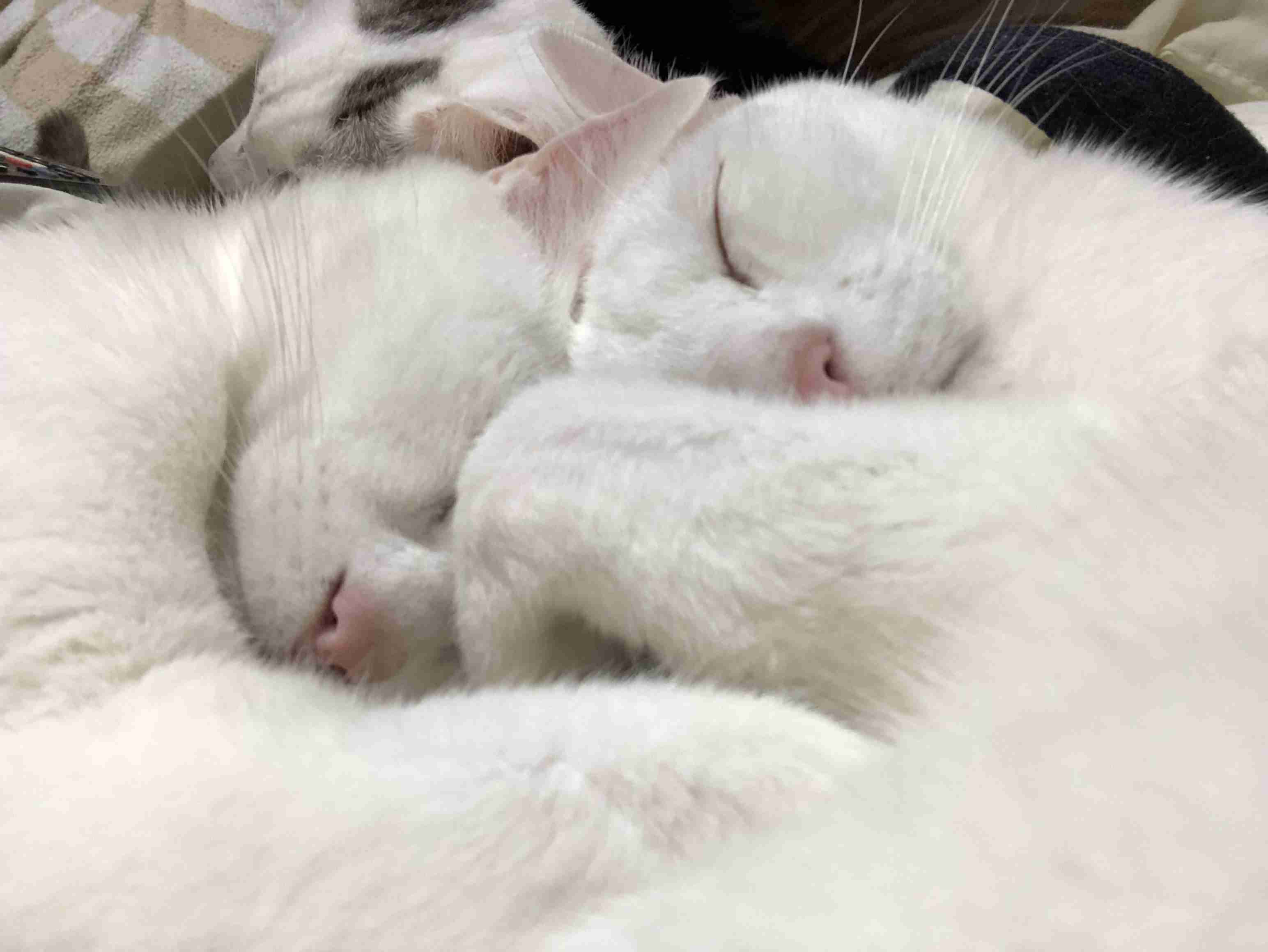 がるちゃん猫カフェ46号店 開店しました♪（初めての方も大歓迎!!）