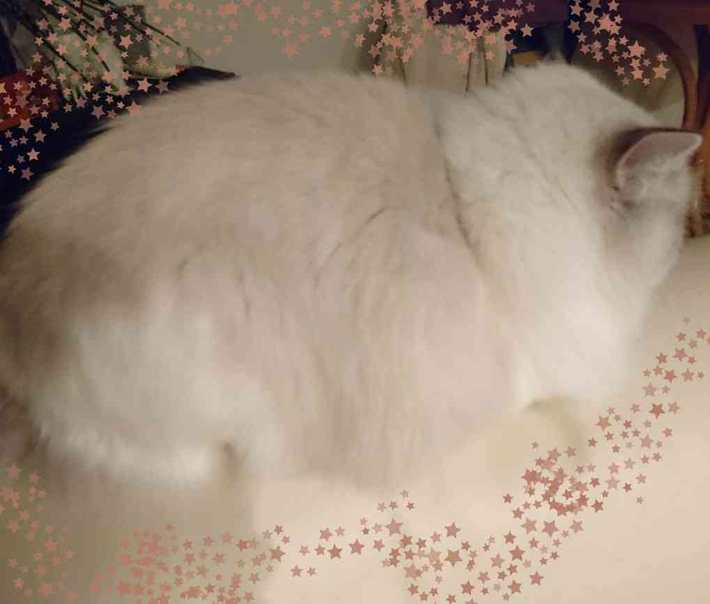 がるちゃん猫カフェ46号店 開店しました♪（初めての方も大歓迎!!）