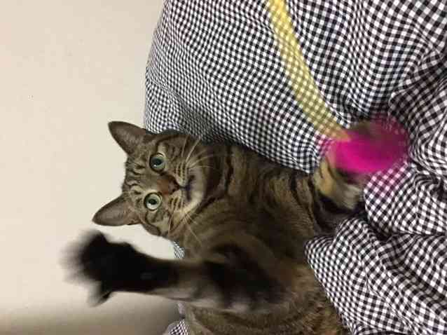 がるちゃん猫カフェ46号店 開店しました♪（初めての方も大歓迎!!）