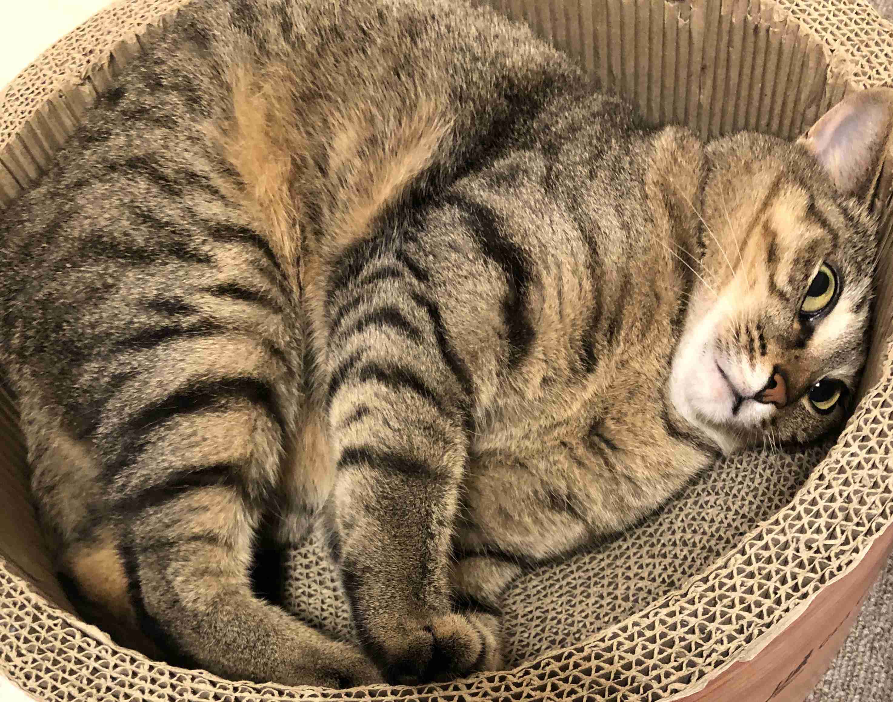 がるちゃん猫カフェ46号店 開店しました♪（初めての方も大歓迎!!）