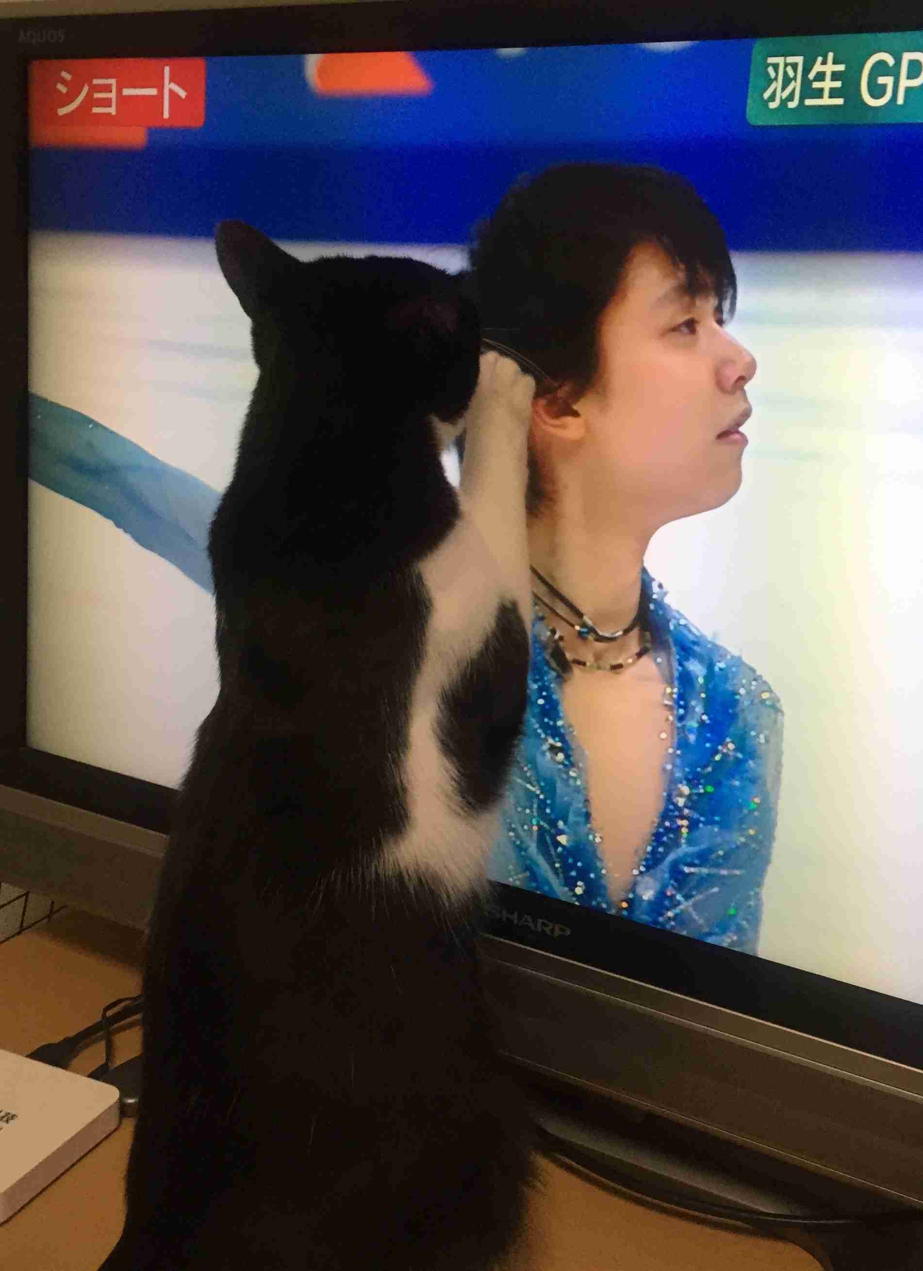 がるちゃん猫カフェ46号店 開店しました♪（初めての方も大歓迎!!）