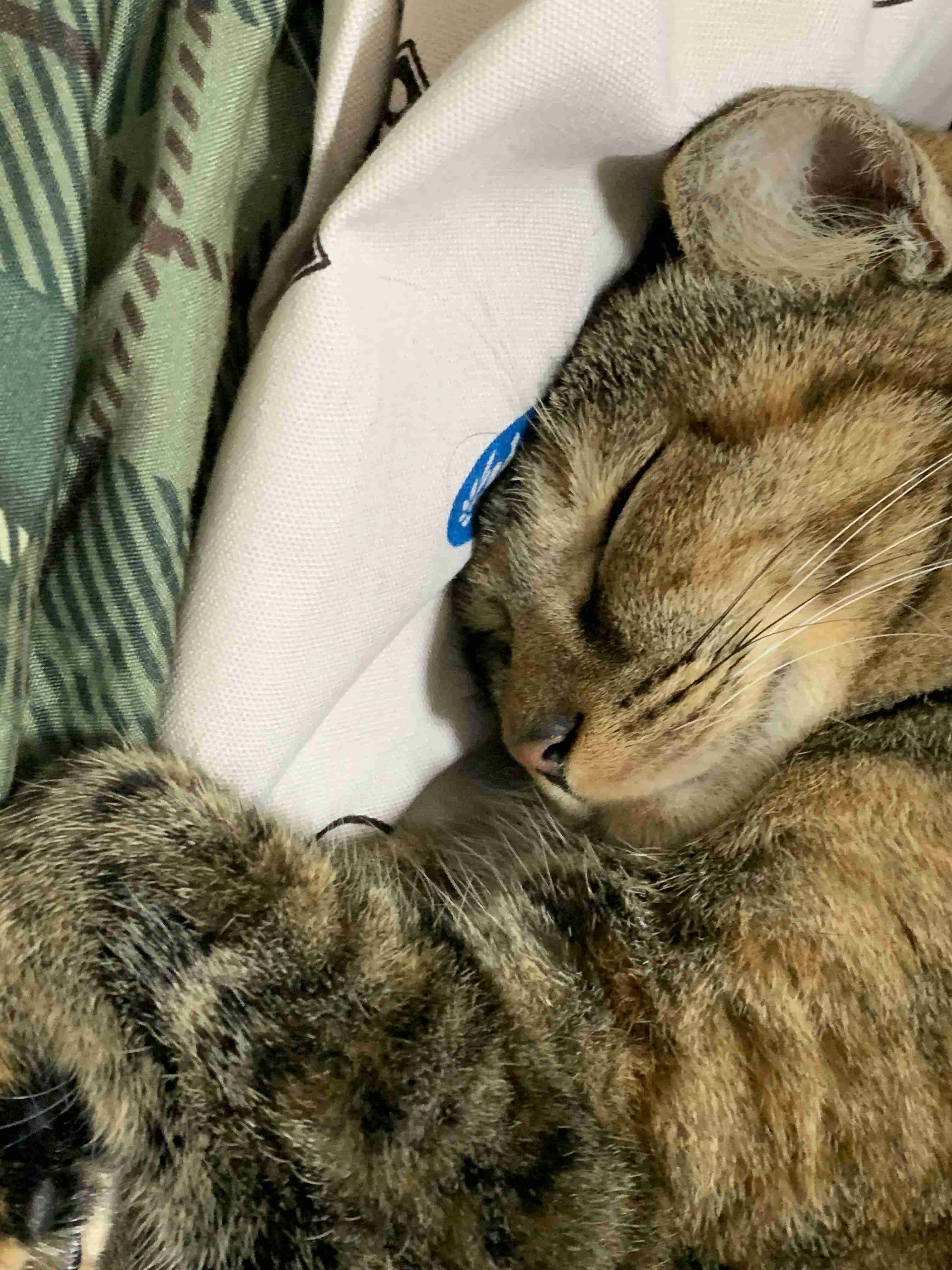 がるちゃん猫カフェ46号店 開店しました♪（初めての方も大歓迎!!）