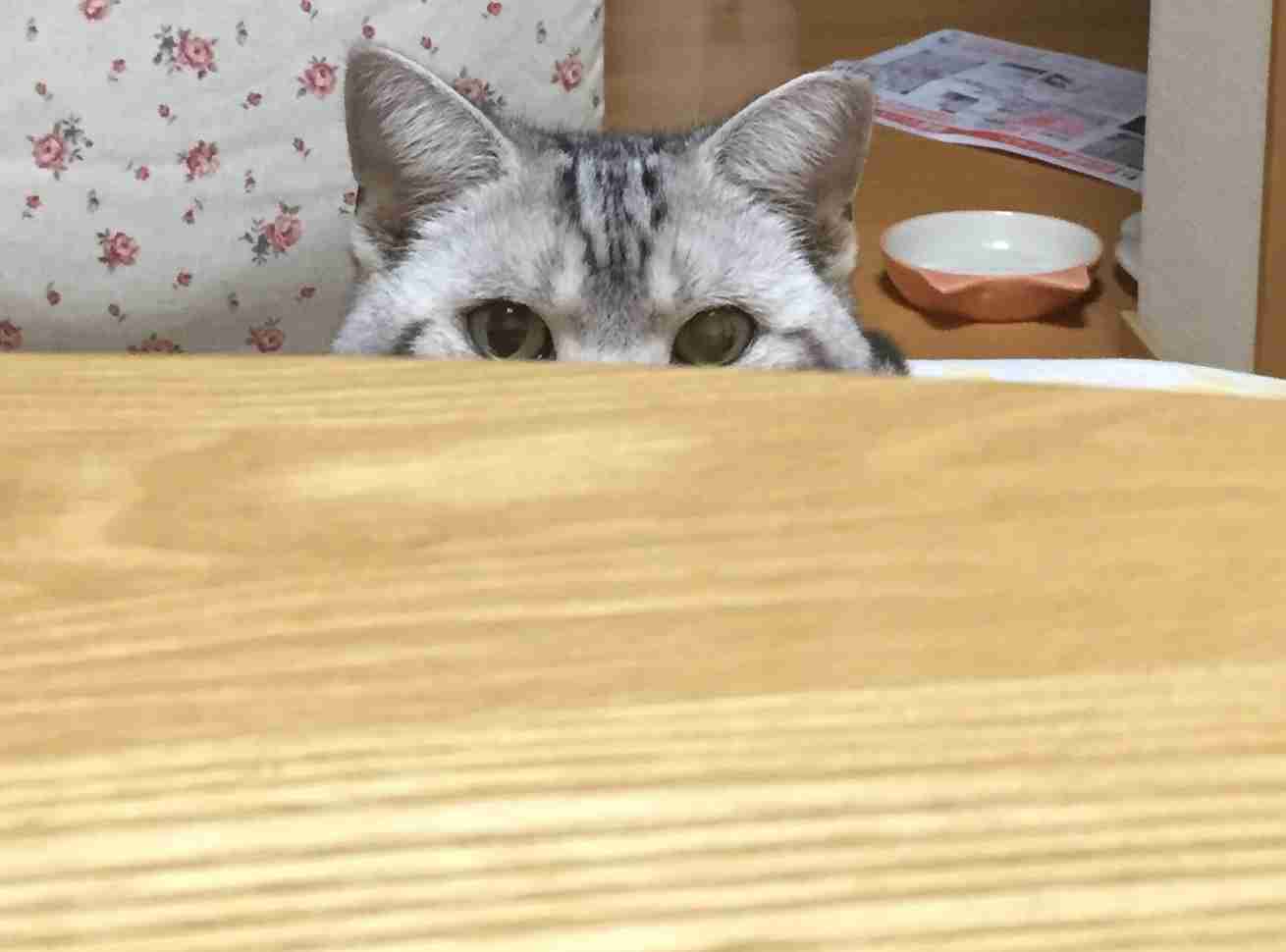 がるちゃん猫カフェ46号店 開店しました♪（初めての方も大歓迎!!）
