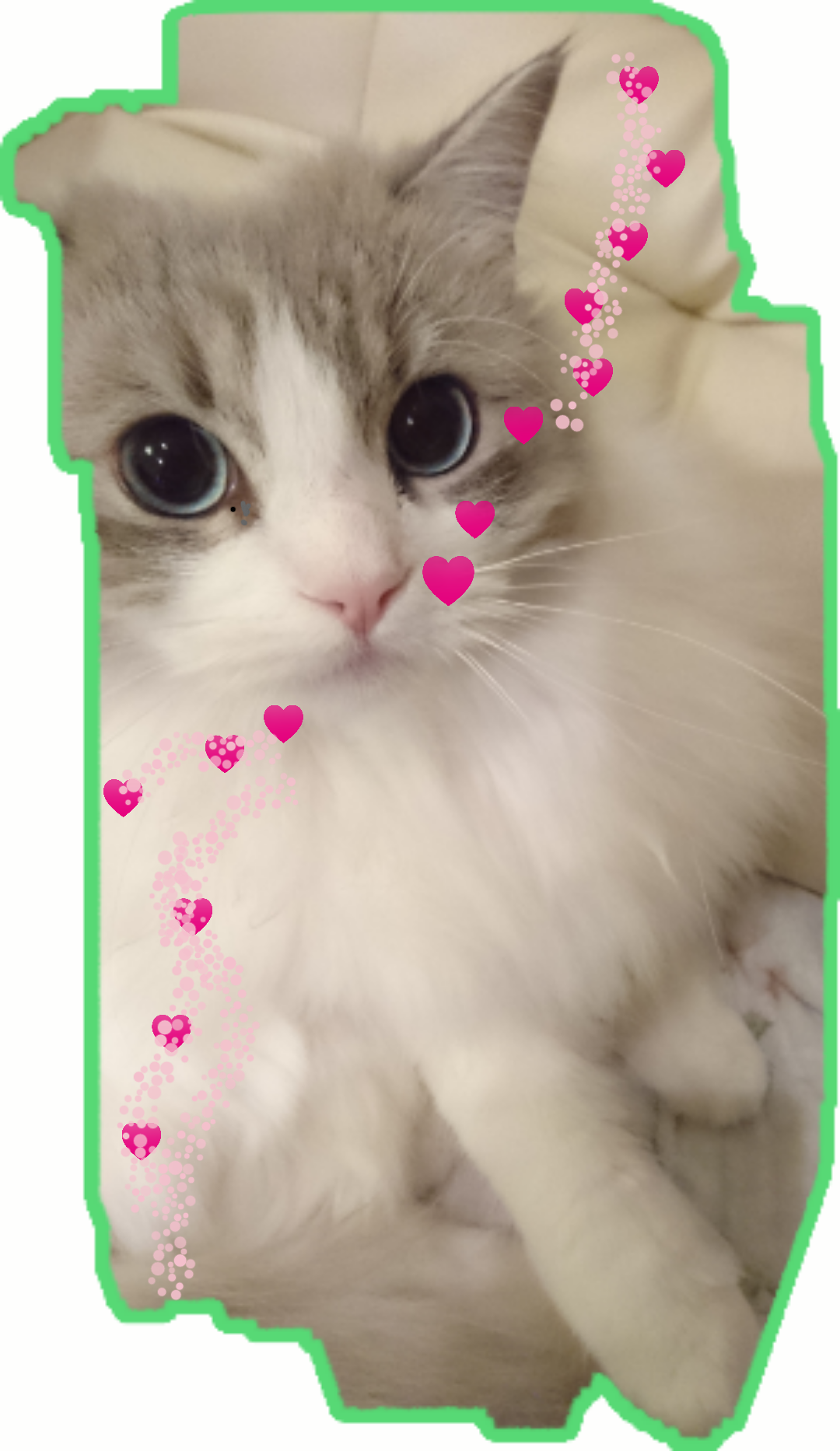 がるちゃん猫カフェ46号店 開店しました♪（初めての方も大歓迎!!）