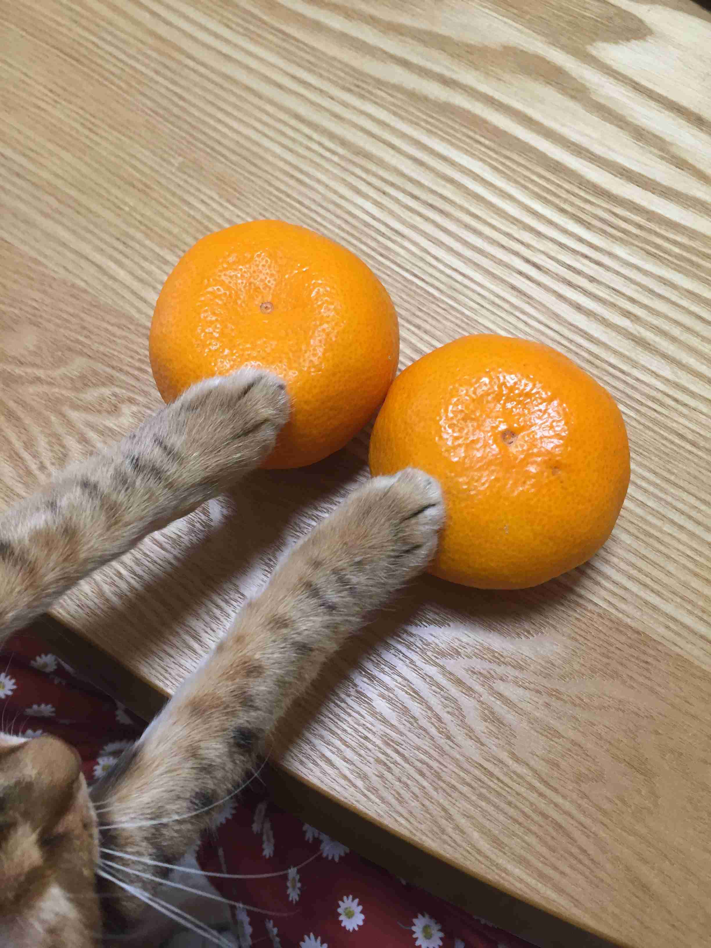 がるちゃん猫カフェ46号店 開店しました♪（初めての方も大歓迎!!）