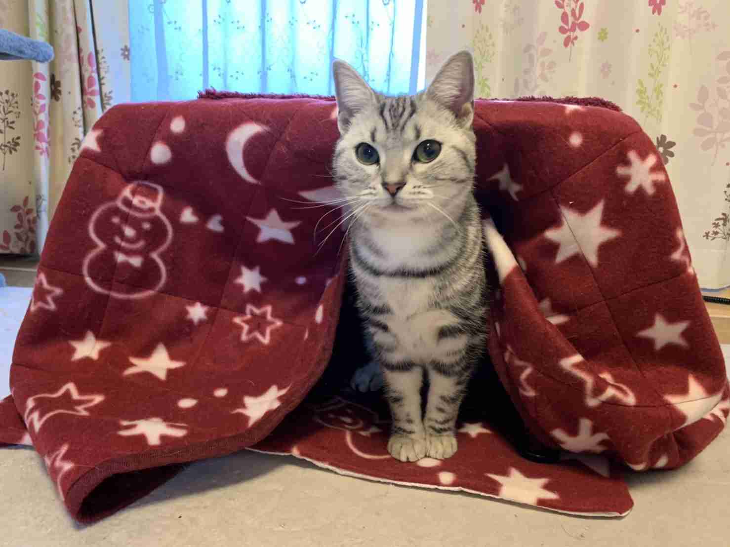 がるちゃん猫カフェ46号店 開店しました♪（初めての方も大歓迎!!）
