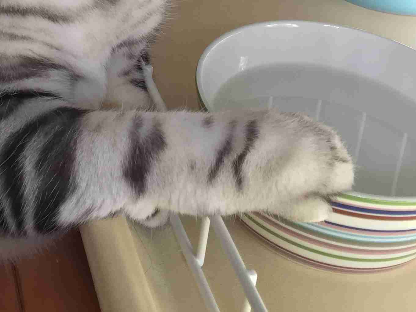 がるちゃん猫カフェ46号店 開店しました♪（初めての方も大歓迎!!）