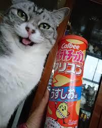 がるちゃん猫カフェ46号店 開店しました♪（初めての方も大歓迎!!）