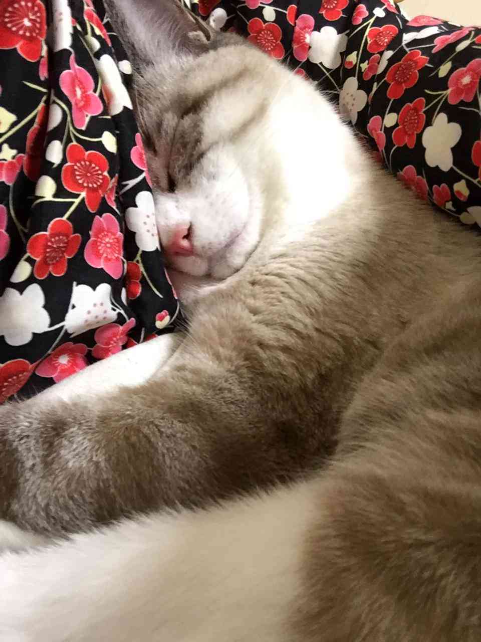 がるちゃん猫カフェ46号店 開店しました♪（初めての方も大歓迎!!）