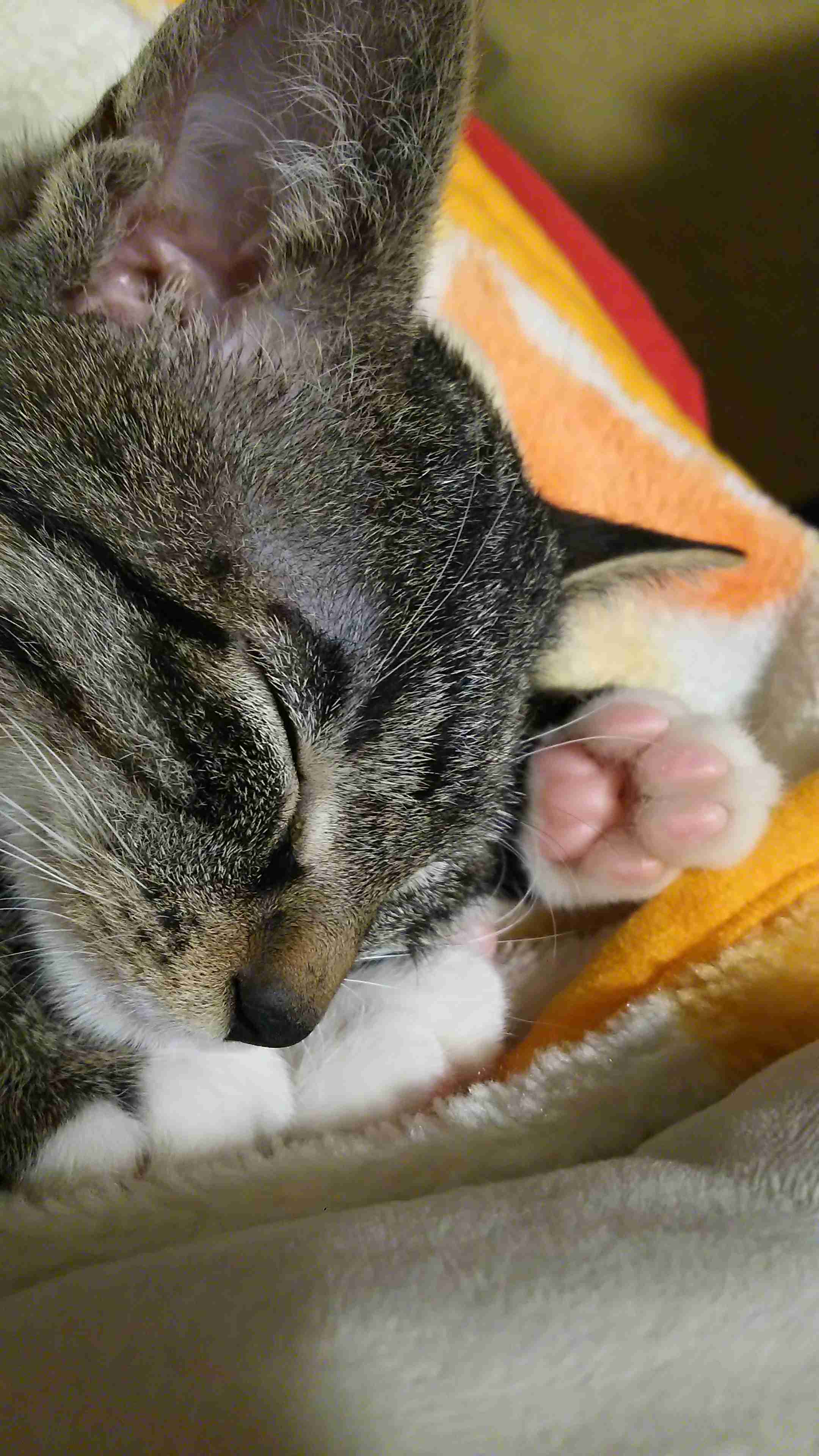 がるちゃん猫カフェ46号店 開店しました♪（初めての方も大歓迎!!）