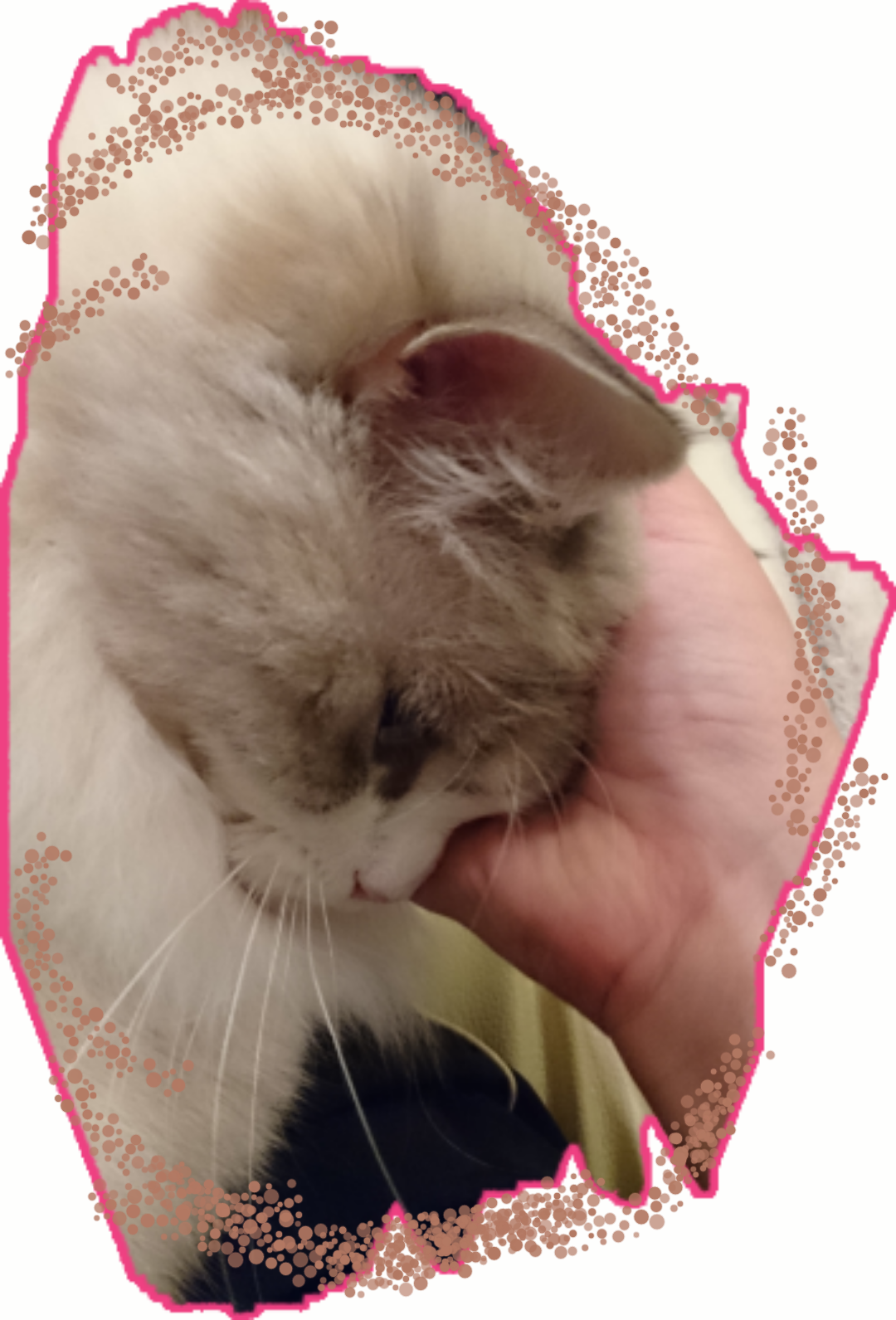 がるちゃん猫カフェ46号店 開店しました♪（初めての方も大歓迎!!）