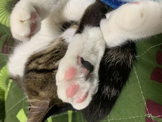 がるちゃん猫カフェ46号店 開店しました♪（初めての方も大歓迎!!）