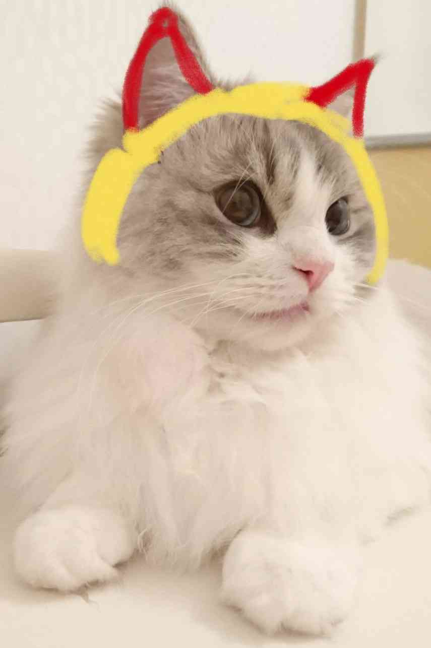 がるちゃん猫カフェ46号店 開店しました♪（初めての方も大歓迎!!）