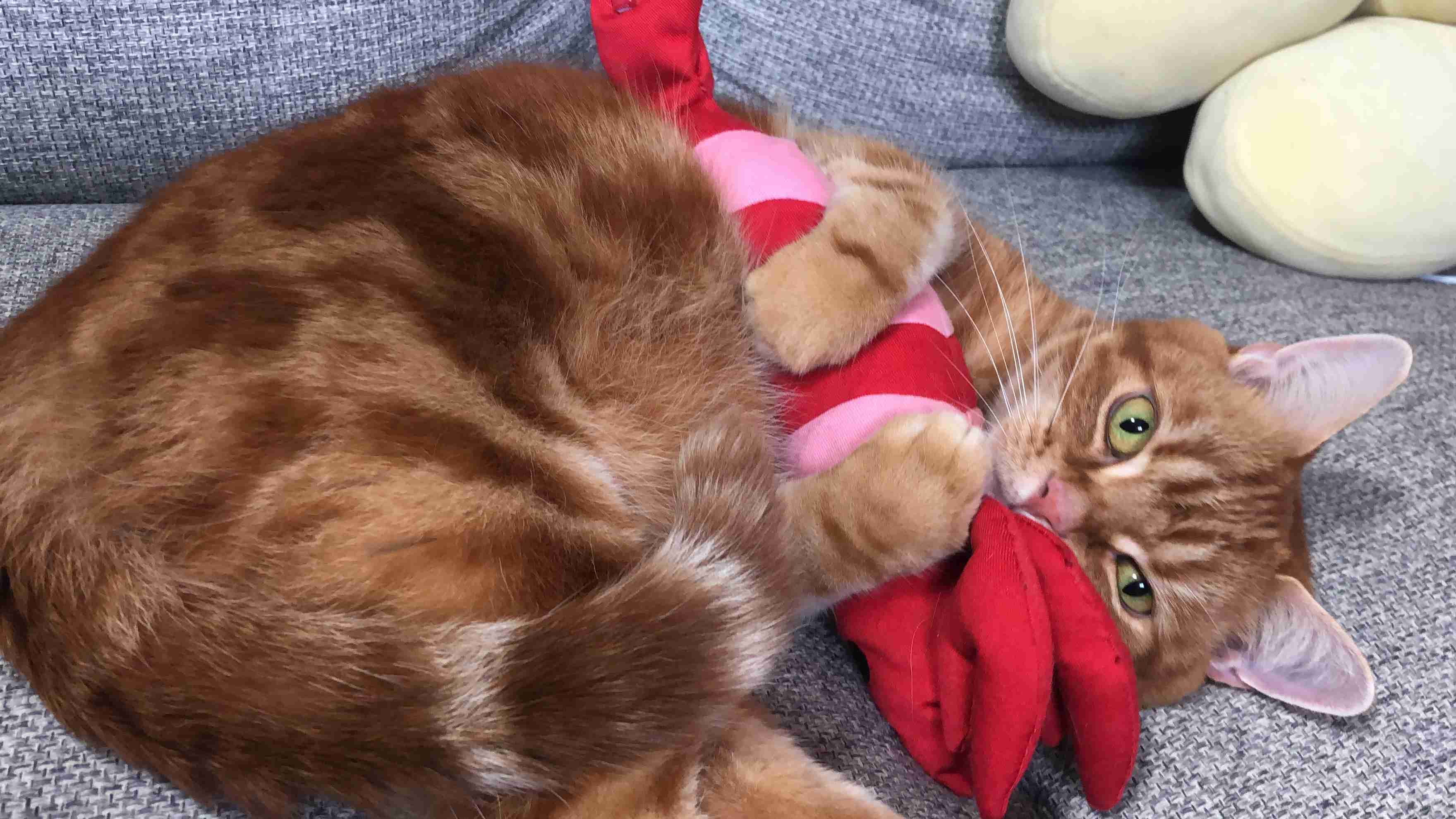 がるちゃん猫カフェ46号店 開店しました♪（初めての方も大歓迎!!）