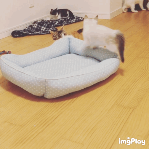 がるちゃん猫カフェ46号店 開店しました♪（初めての方も大歓迎!!）
