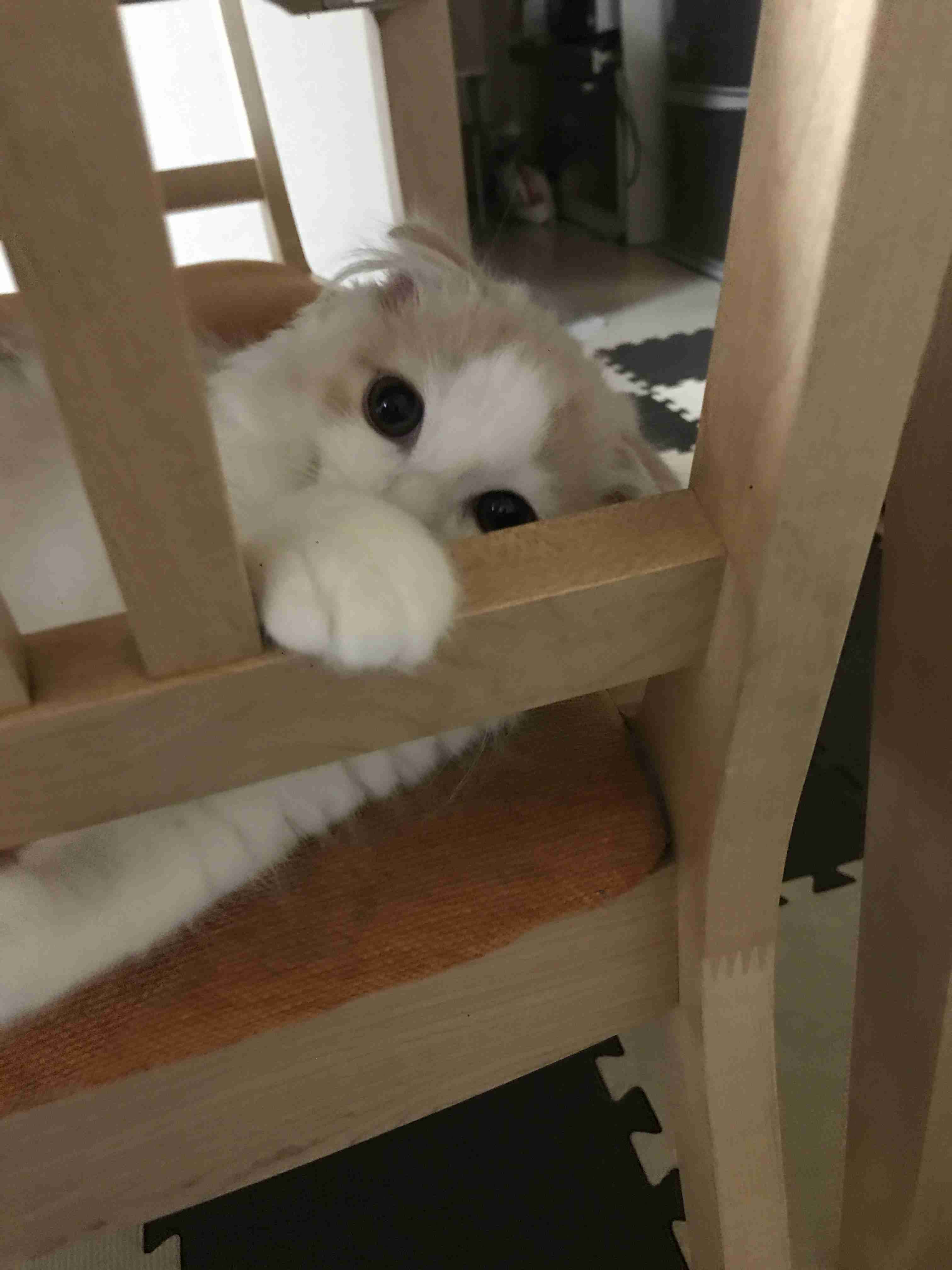 がるちゃん猫カフェ46号店 開店しました♪（初めての方も大歓迎!!）