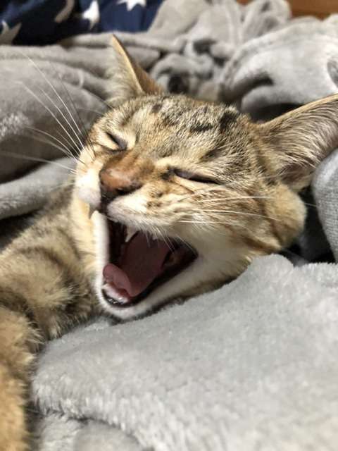 がるちゃん猫カフェ46号店 開店しました♪（初めての方も大歓迎!!）