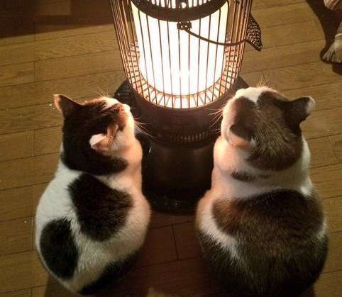 がるちゃん猫カフェ46号店 開店しました♪（初めての方も大歓迎!!）