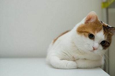 がるちゃん猫カフェ46号店 開店しました♪（初めての方も大歓迎!!）