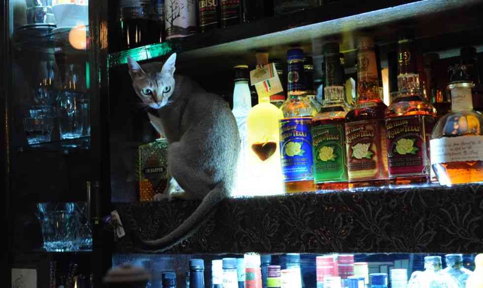 がるちゃん猫カフェ46号店 開店しました♪（初めての方も大歓迎!!）