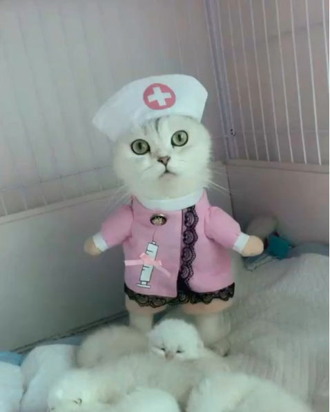 がるちゃん猫カフェ46号店 開店しました♪（初めての方も大歓迎!!）