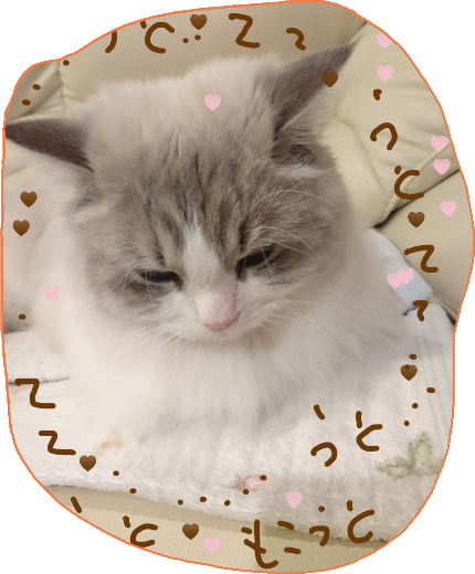 がるちゃん猫カフェ46号店 開店しました♪（初めての方も大歓迎!!）