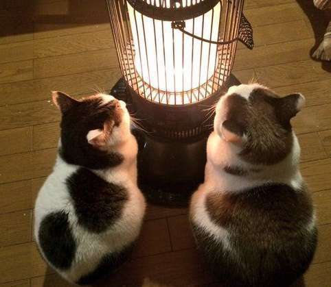 がるちゃん猫カフェ46号店 開店しました♪（初めての方も大歓迎!!）