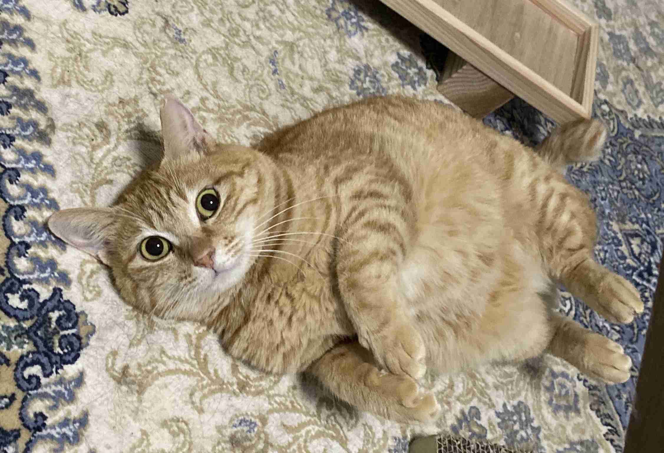 がるちゃん猫カフェ46号店 開店しました♪（初めての方も大歓迎!!）