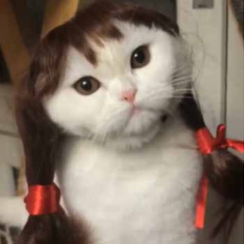 がるちゃん猫カフェ46号店 開店しました♪（初めての方も大歓迎!!）