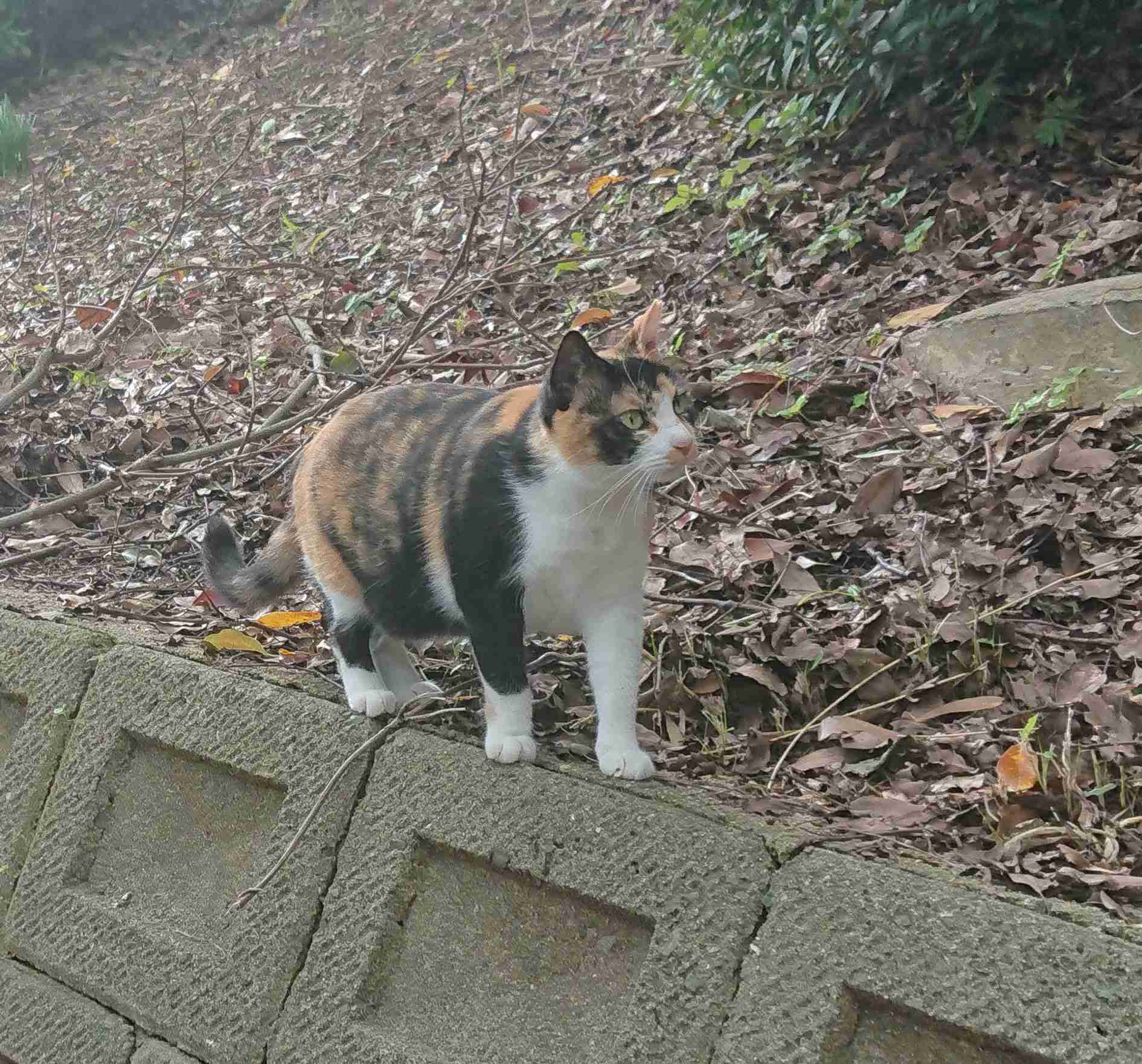 がるちゃん猫カフェ46号店 開店しました♪（初めての方も大歓迎!!）