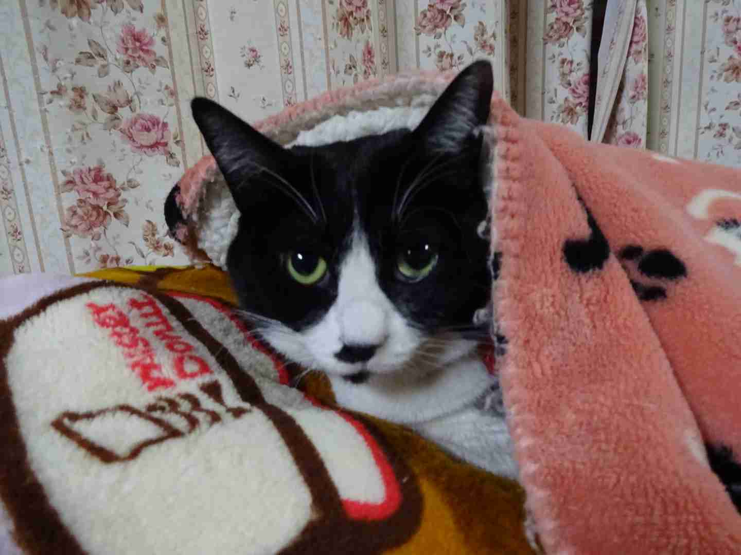 がるちゃん猫カフェ46号店 開店しました♪（初めての方も大歓迎!!）