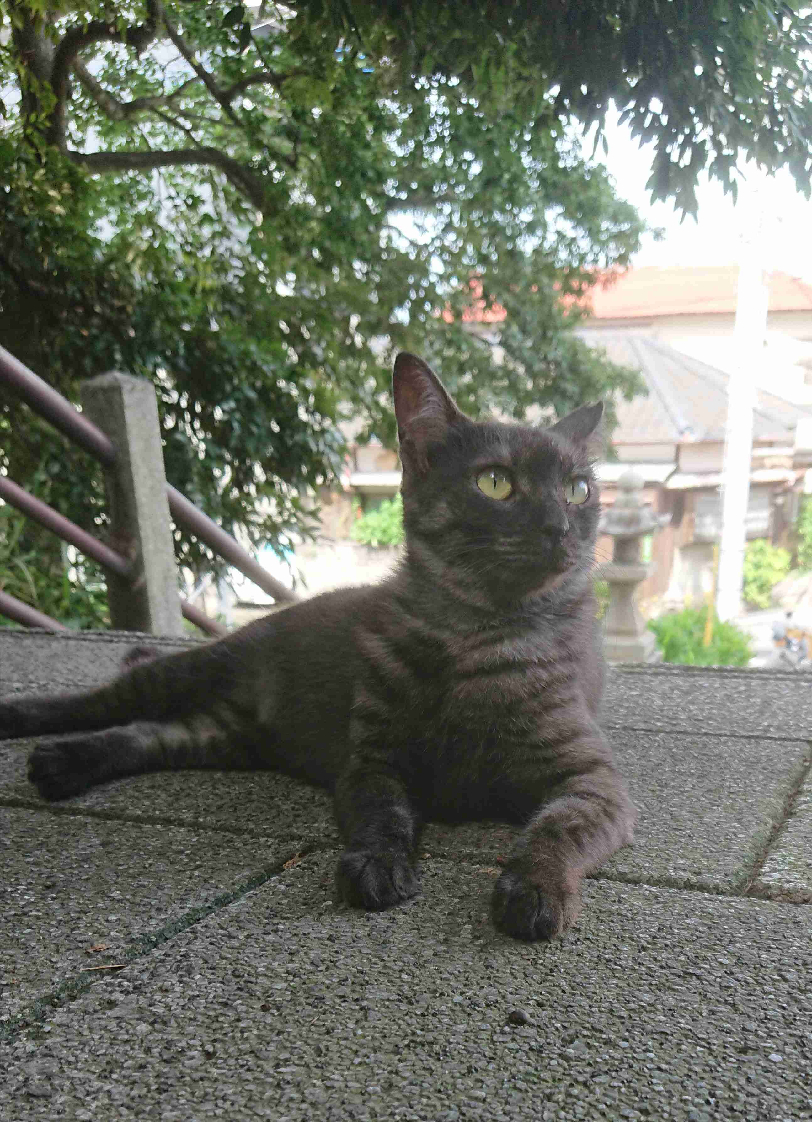 がるちゃん猫カフェ46号店 開店しました♪（初めての方も大歓迎!!）
