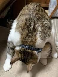 がるちゃん猫カフェ46号店 開店しました♪（初めての方も大歓迎!!）